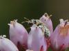 Seladonia sp.